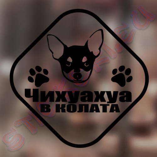 Стикер Чихуахуа в колата - 1