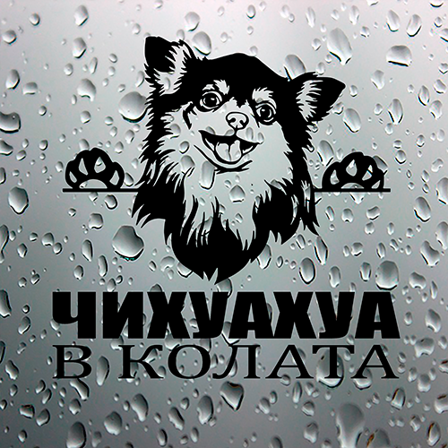 Стикер Чихуахуа в колата 2 - 1